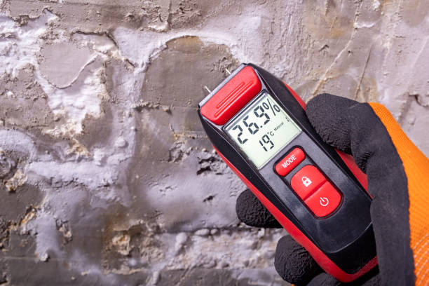 Best Commercial Mold Removal  in Renville, MN