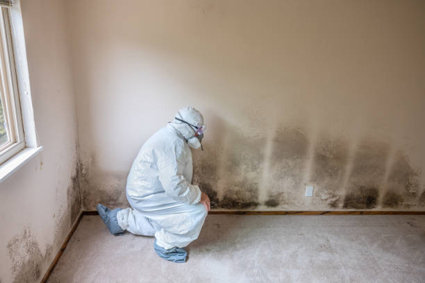 Office Mold Removal Services in Renville, MN