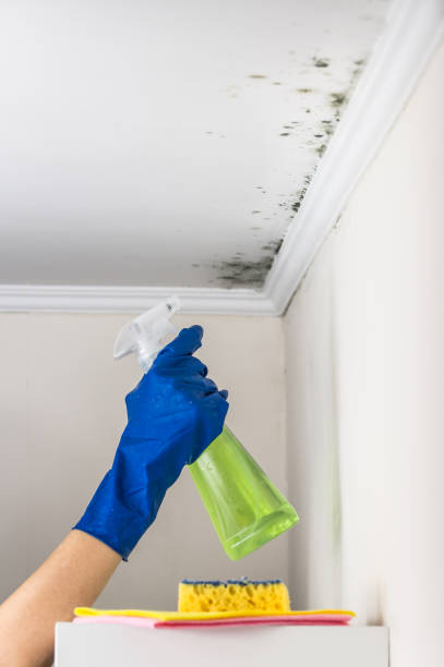 Best Black Mold Removal  in Renville, MN