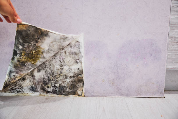 Best Local Mold Removal Service  in Renville, MN